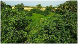 المشروع الزراعي 9