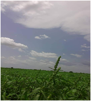 مشروع زراعي 1