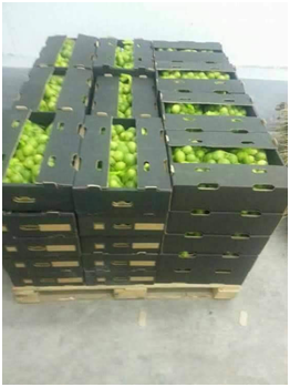 المشروع الزراعي 11