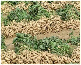 المشروع الزراعي 12