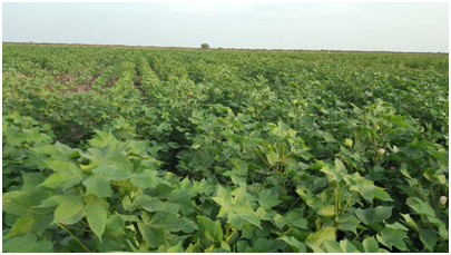 المشروع الزراعي 13