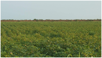 مشروع زراعي 2