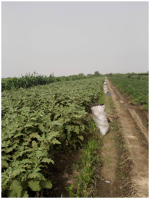 المشروع الزراعي 1