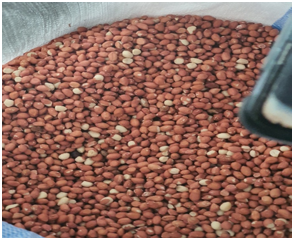 المشروع الزراعي 20