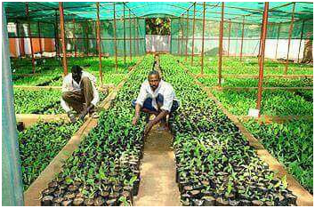 المشروع الزراعي 21