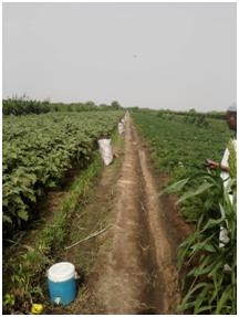 المشروع الزراعي 2