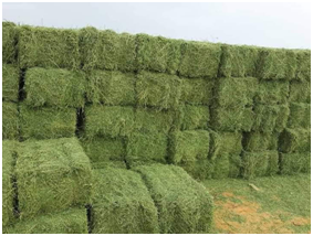 المشروع الزراعي 3