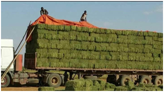 المشروع الزراعي 4