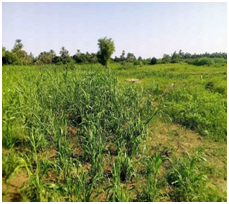 المشروع الزراعي 5