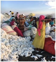 المشروع الزراعي 6