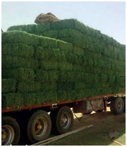 المشروع الزراعي 7